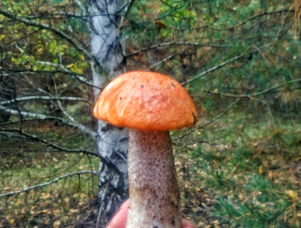 Подосиновик