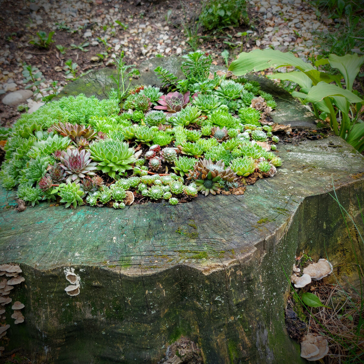 Так пень выглядел летом