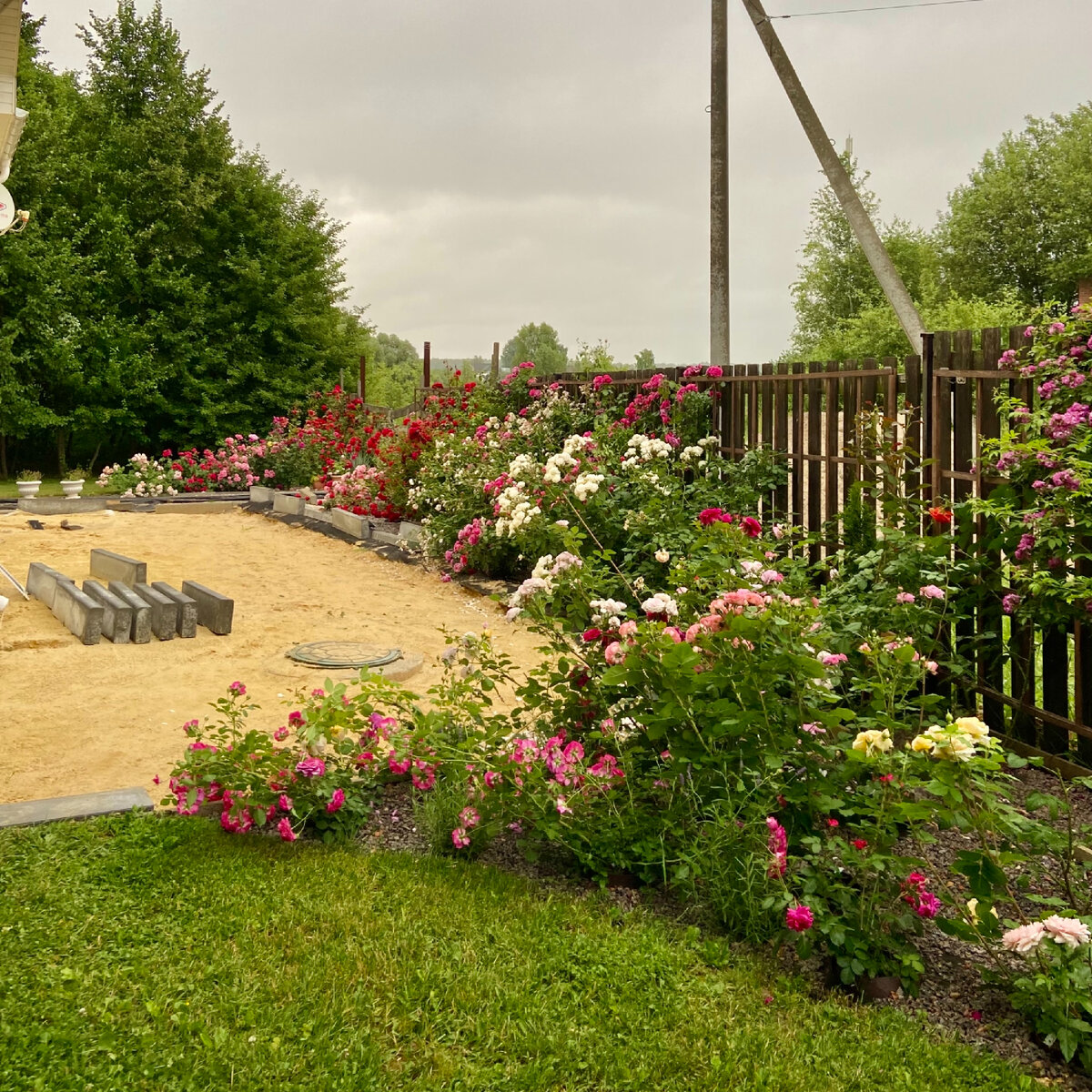 Этот же розарий с другого ракурса. Летом на участке велись строительные работы, поэтому окружение роз было не очень фотогеничным.