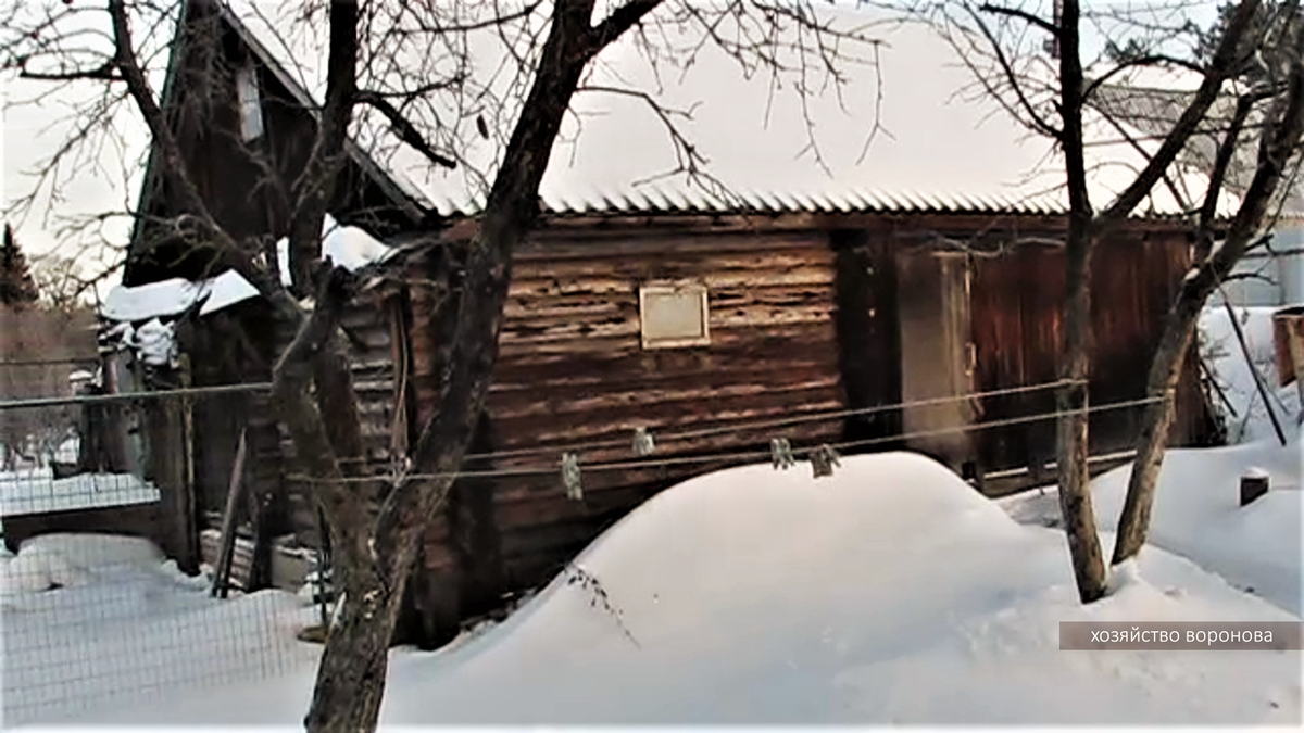 курятник