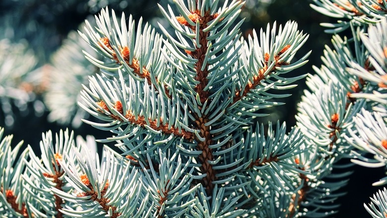 Фото: pixabay.com