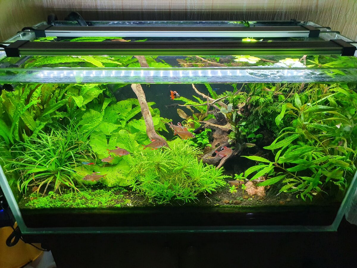 Мой основной травник на 120 литров. Без регулярных подмен он бы так не выглядел.