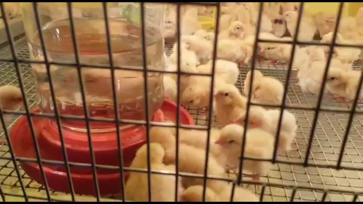 Дополнительные поильники на всякий случай