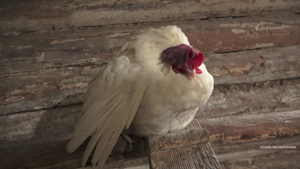 курица на насесте