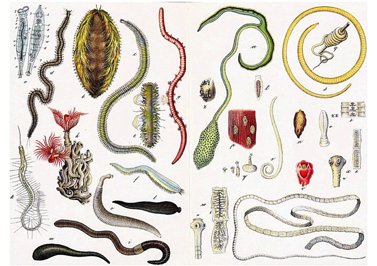 Гельминты паразитические черви. Паразитические черви гельминты и глисты. Гельминты паразитические черви у человека. Кишечные паразиты черви. Строение внутренних паразитов