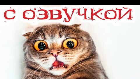 Приколы с котами! Смешные коты с ОЗВУЧКОЙ! СМЕШНЫЕ ЖИВОТНЫЕ 2022! Засмеялся проиграл – Доми шоу