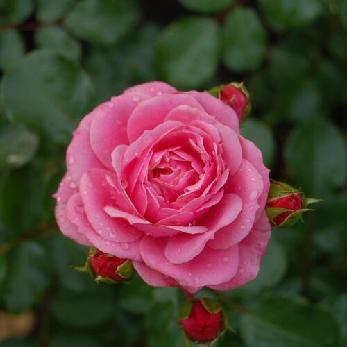 Сорта роз для Свердловской области названия, фото, описание