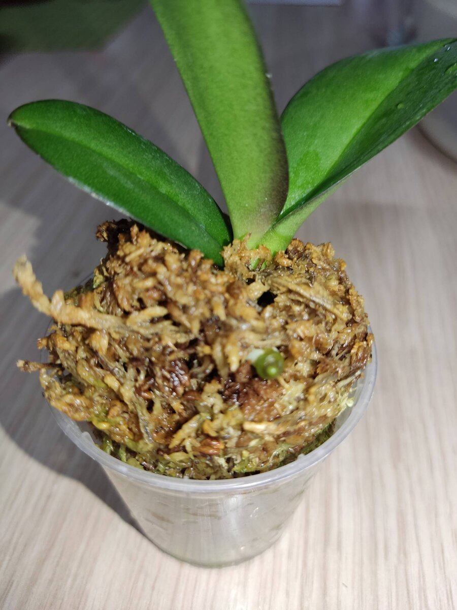 Малышка в своем первом стаканчике.