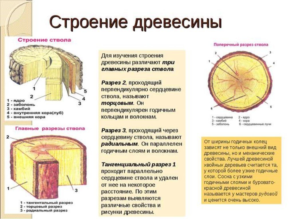 Схема внешнего вида дерева