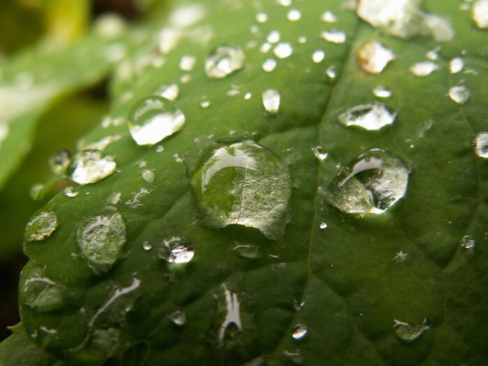 В лесах, растущих в низменностях, вдоль морских побережий и в долинах рек уровень грунтовых вод близок к поверхности. Так что даже небольшая яма, вырытая в лесу, может стать хорошим источником воды. Уровень грунтовых вод и их запас зависят от рельефа местности и характера почвы. Проще всего найти воду там, где она имеет рыхлую структуру. Ближе всего к поверхности земли подходят грунтовые воды, скопление которых наблюдается в самых низких точках долин, под крутыми склонами или в местах, густо покрытых травой.