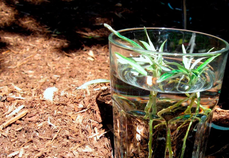 Черенки облепихи. Фото используется с сайта rastenievod.com