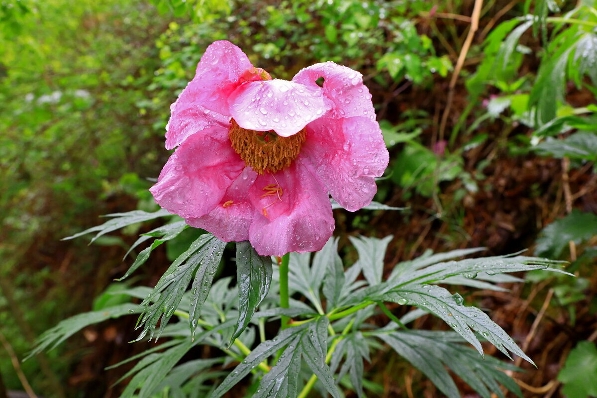 Марьин корень. Пион уклоняющийся (Paeonia anomala). Пион уклоняющийся (Paeonia anomala l. ).. Пион Алатау. Пион видовой Марьин корень.