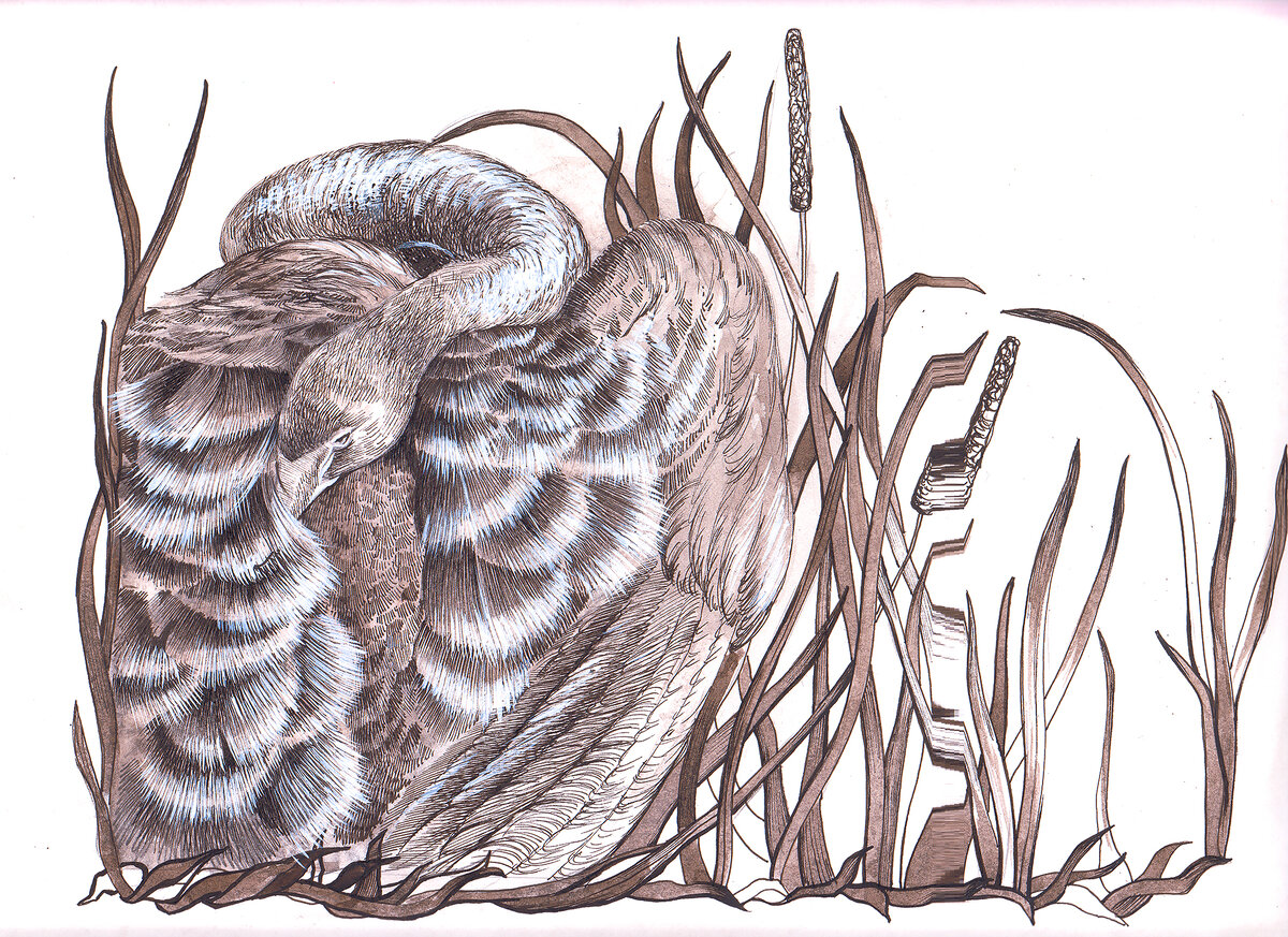 Разве не красота?