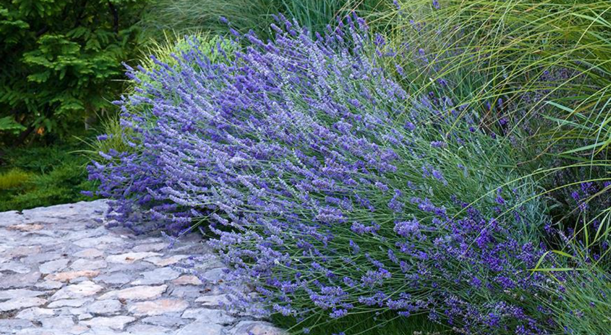 Лаванда порадует не только своим оригинальным видом, но и приятным ароматом (источник фото: supersadovnik.ru)
