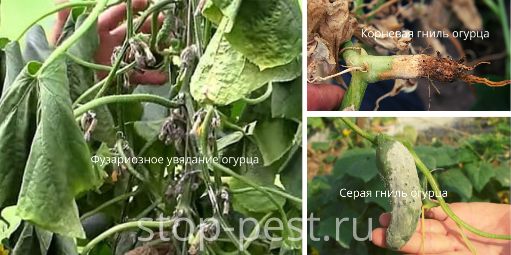 Огурец - распространенные болезни, фото сайта https://stop-pest.ru