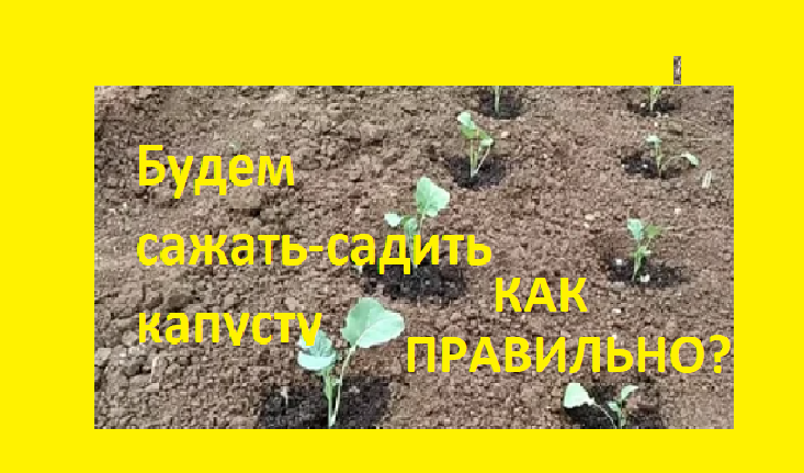 КАПУСТА