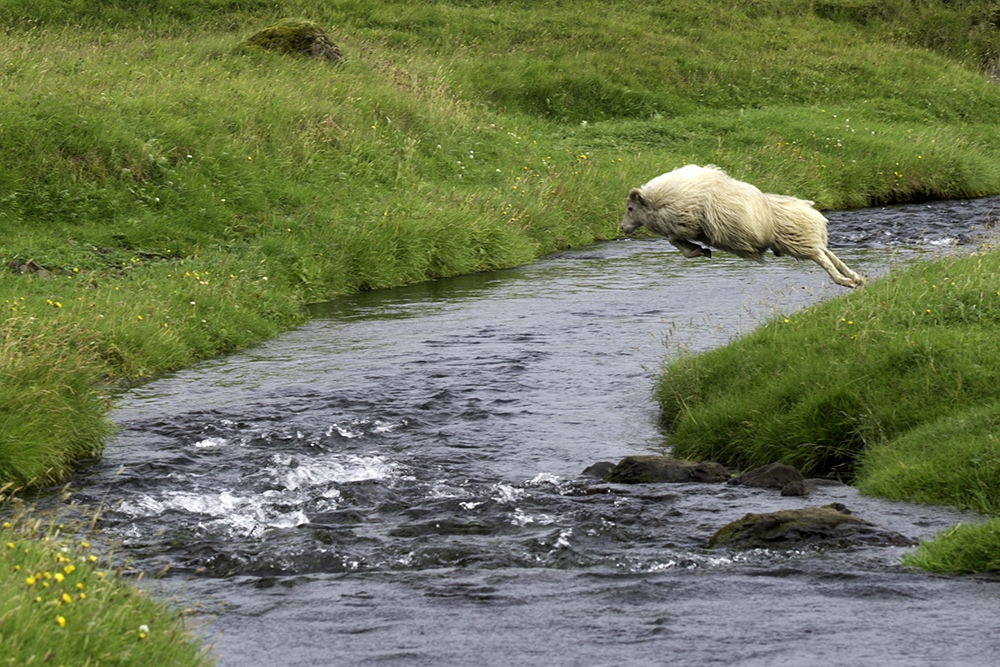 Исландские овцы: Овцы, одевавшие викингов. Полу-дикая порода, близкая по духу и внешности к копытным, которых только-только приручили люди5