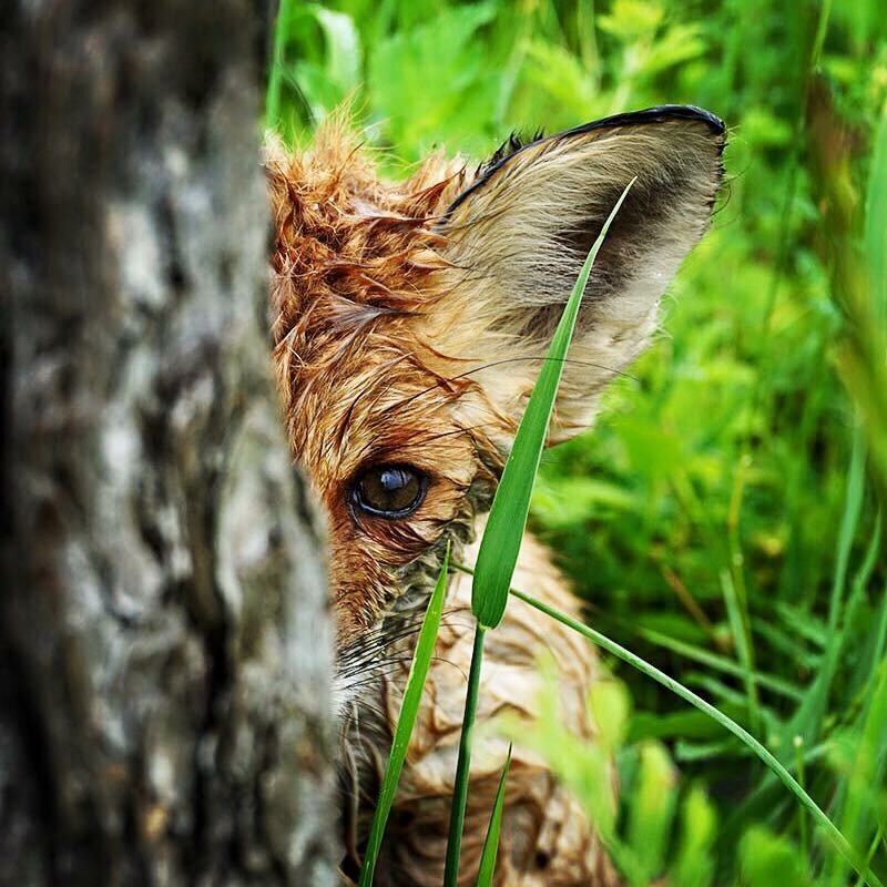 Алтасёнок. Фото автора