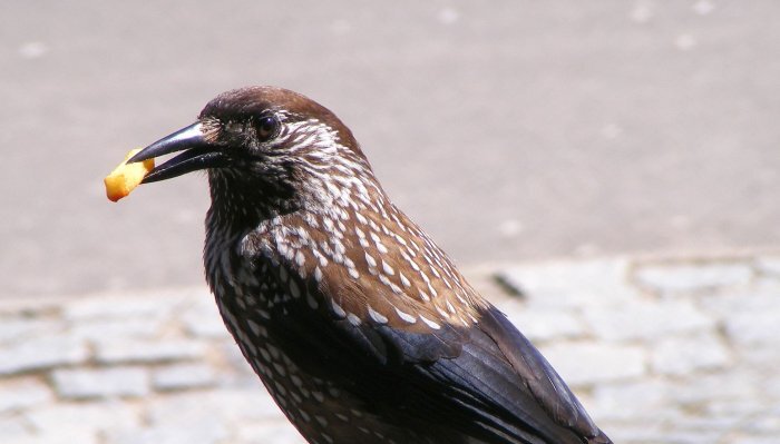 Фото: WikiMedia Common, Кедровка