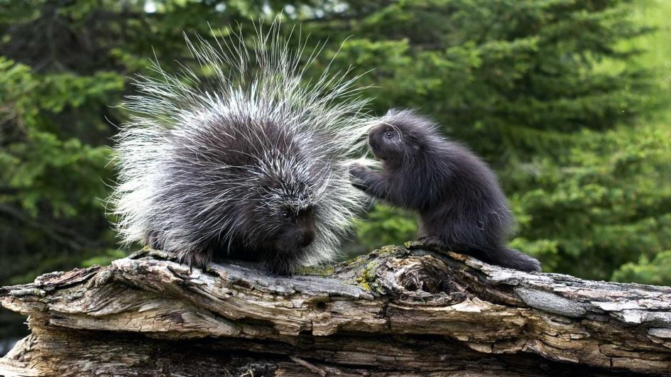 ��������, ������������������ ��������. ������� ������.