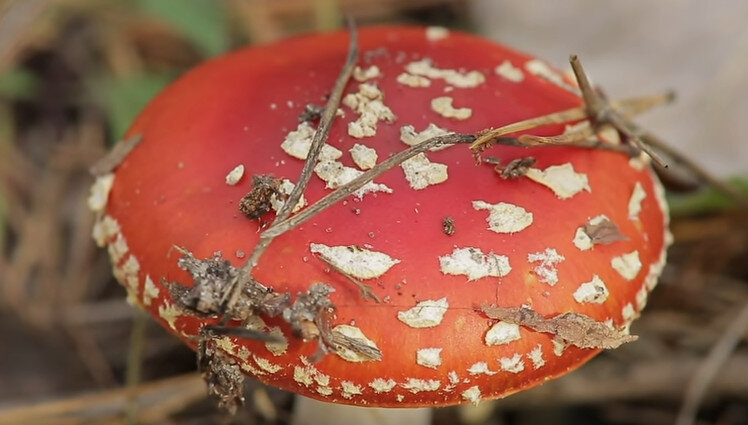 Красный мухомор