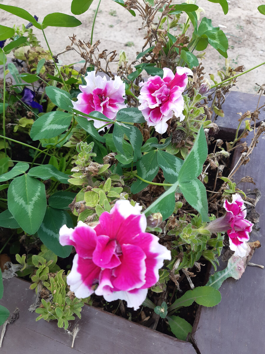 Просто цветочки, растущие у работы.