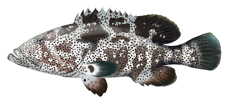 Epinephelus malabaricus