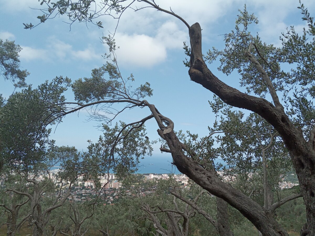 Поднимаясь на вершины гору, взору открываются чудесные виды на соре и город