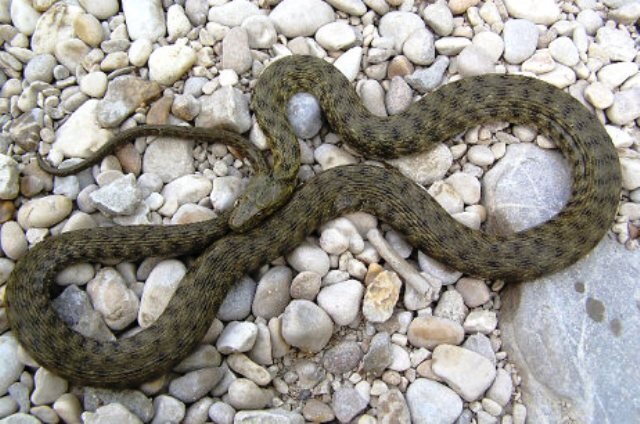Какие змеи обитают в Крыму. Какие ядовиты