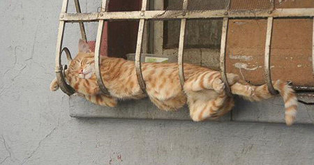 Почему коты часто спят в необычных местах и в неудобном положении | Мистер  Кот | Дзен
