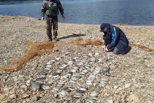 В сети мужчине попался один осётр и ещё 14 рыб белой породы.