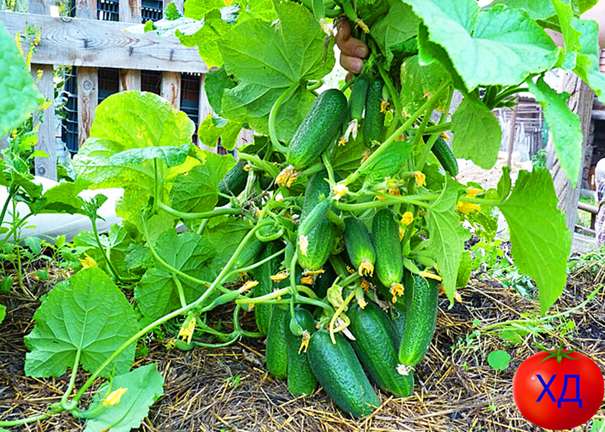 Красивые завязи