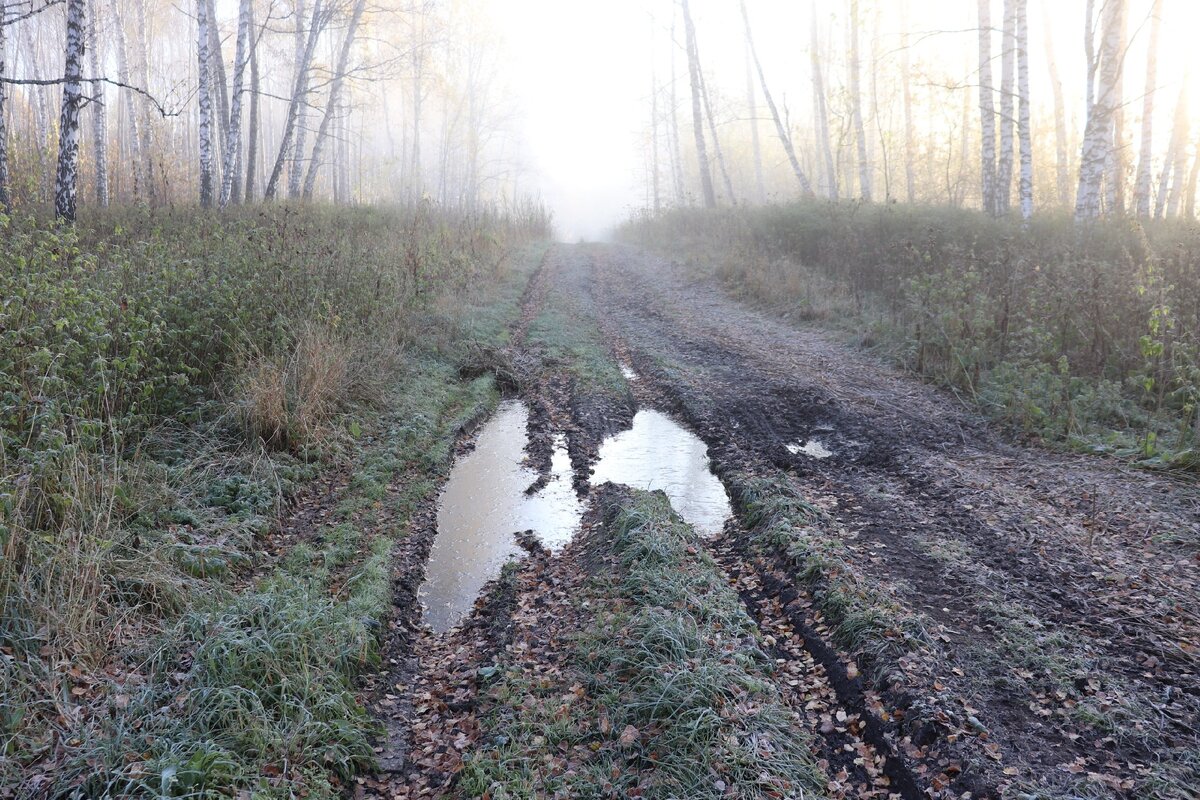 Туманное утро. Самое время идти в лес за грибами. В этот раз за опятами