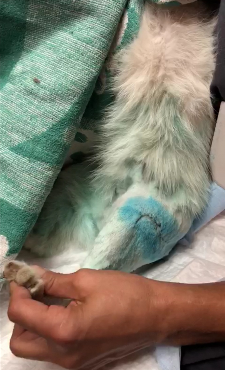 Шовчики чистые, аккуратные. Конечно, лучше бы этого всего совсем не было...