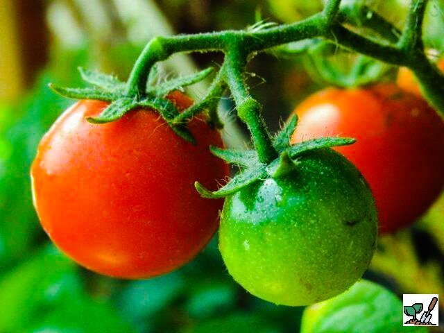 Что делать с зелеными помидорами ?