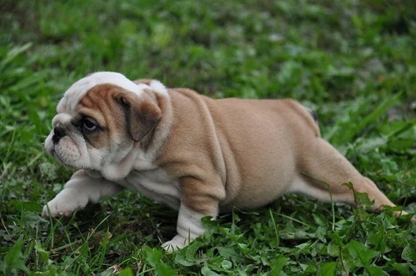 Целеустремлённый малыш (фото из открытого источника)