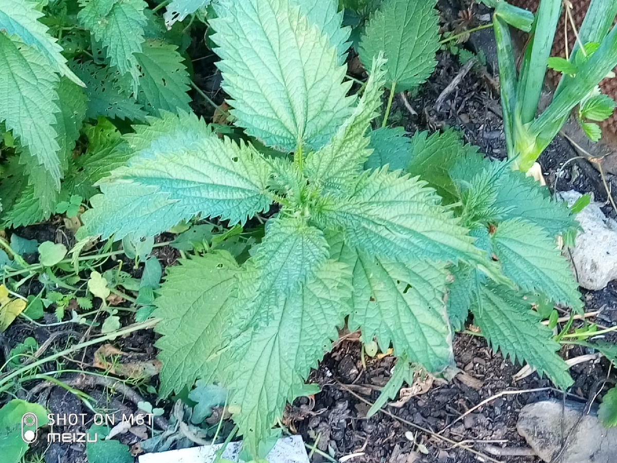 Автор - фото собственное