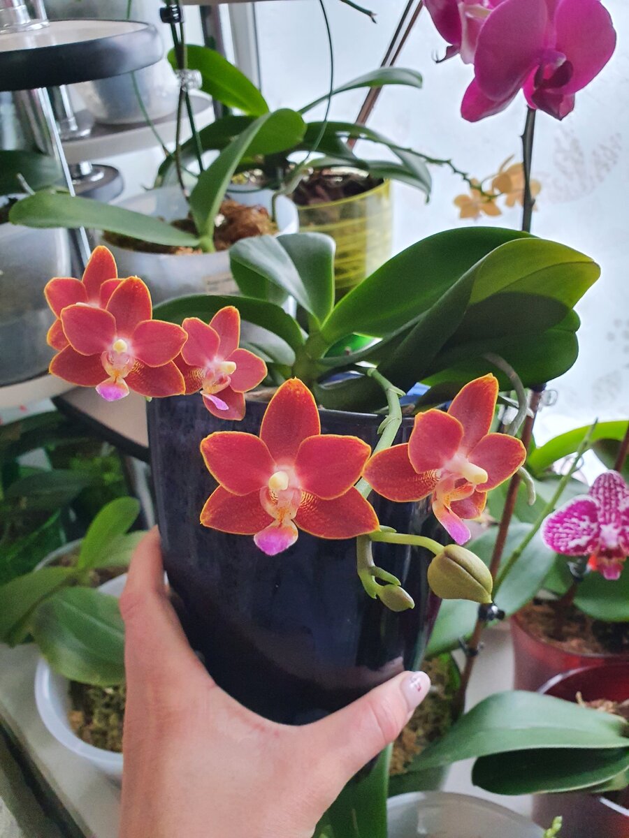 Это Парфюм Коффе