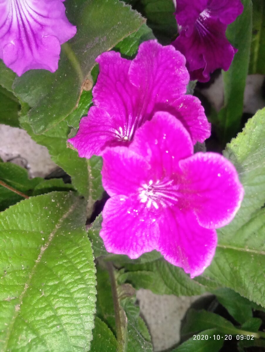 начинаю уборку с любимых стрептокарпусов