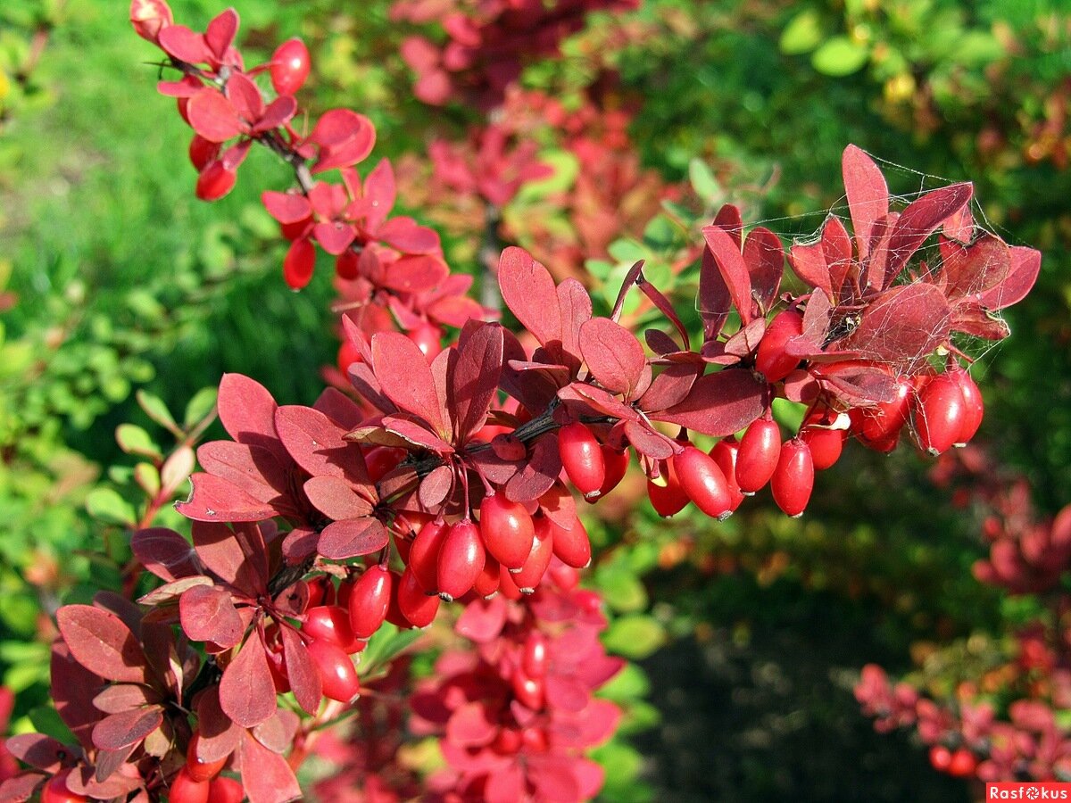 Барбарис декоративный кустарник фото бордовый в ландшафтном дизайне