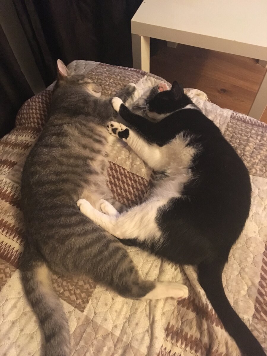 мои мохнатые детки притомились