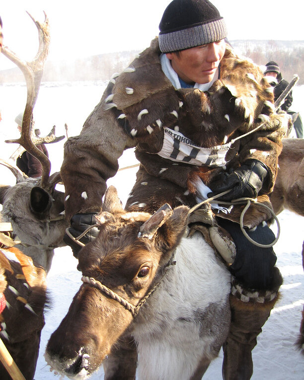 Забег на оленях. Фотография: Ален Лагута / фотобанк «Лори»