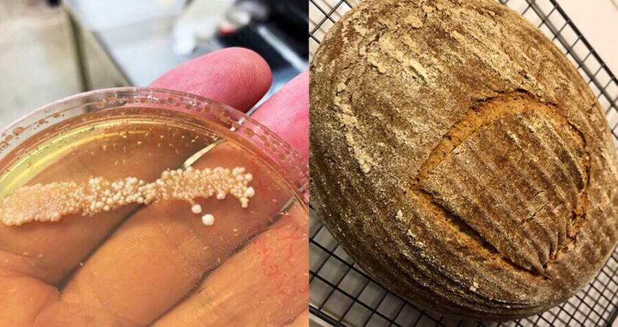 Ученый испек невероятную буханку хлеба, используя 4500-летние дрожжи из египетской керамики