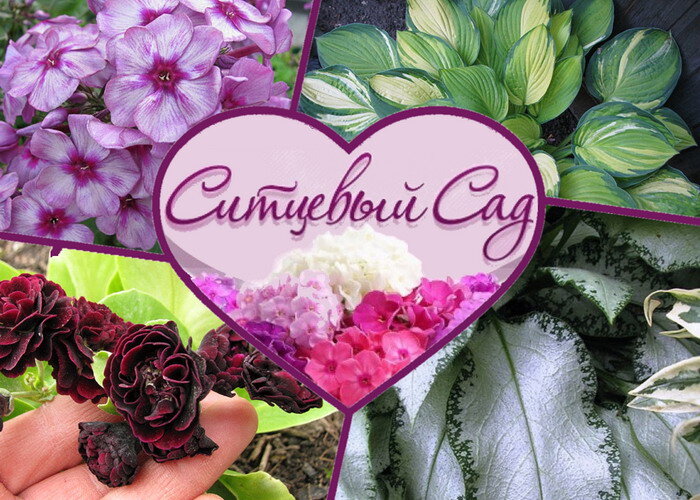 Фото с сайта https://ситцевый.рф/