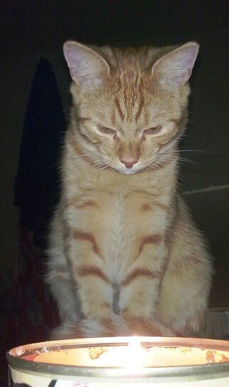 Юсик-О медитирует!)