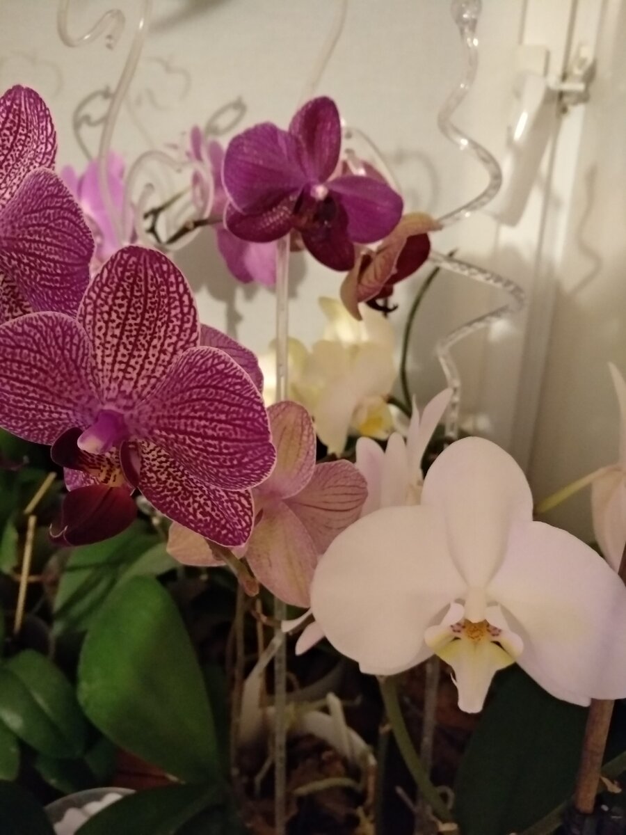 Так выглядит мое окно в конце декабря.