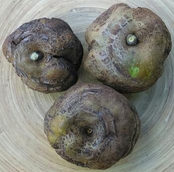 Knobbed Russet -- яблоко "сказка".