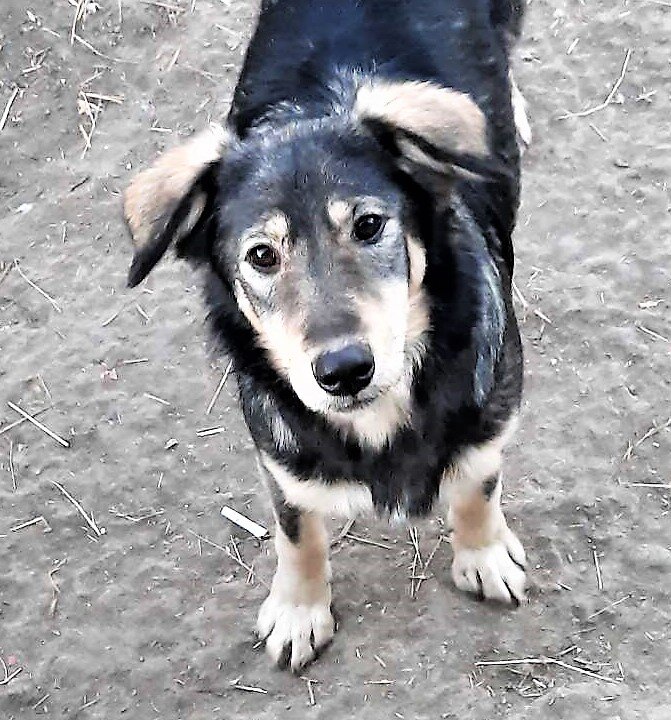 собака матросик. приют спасенная душа астрахань марина павловна. приют спасенная душа астрахань. приют спасенная душа астрахань. двортерьер серый.