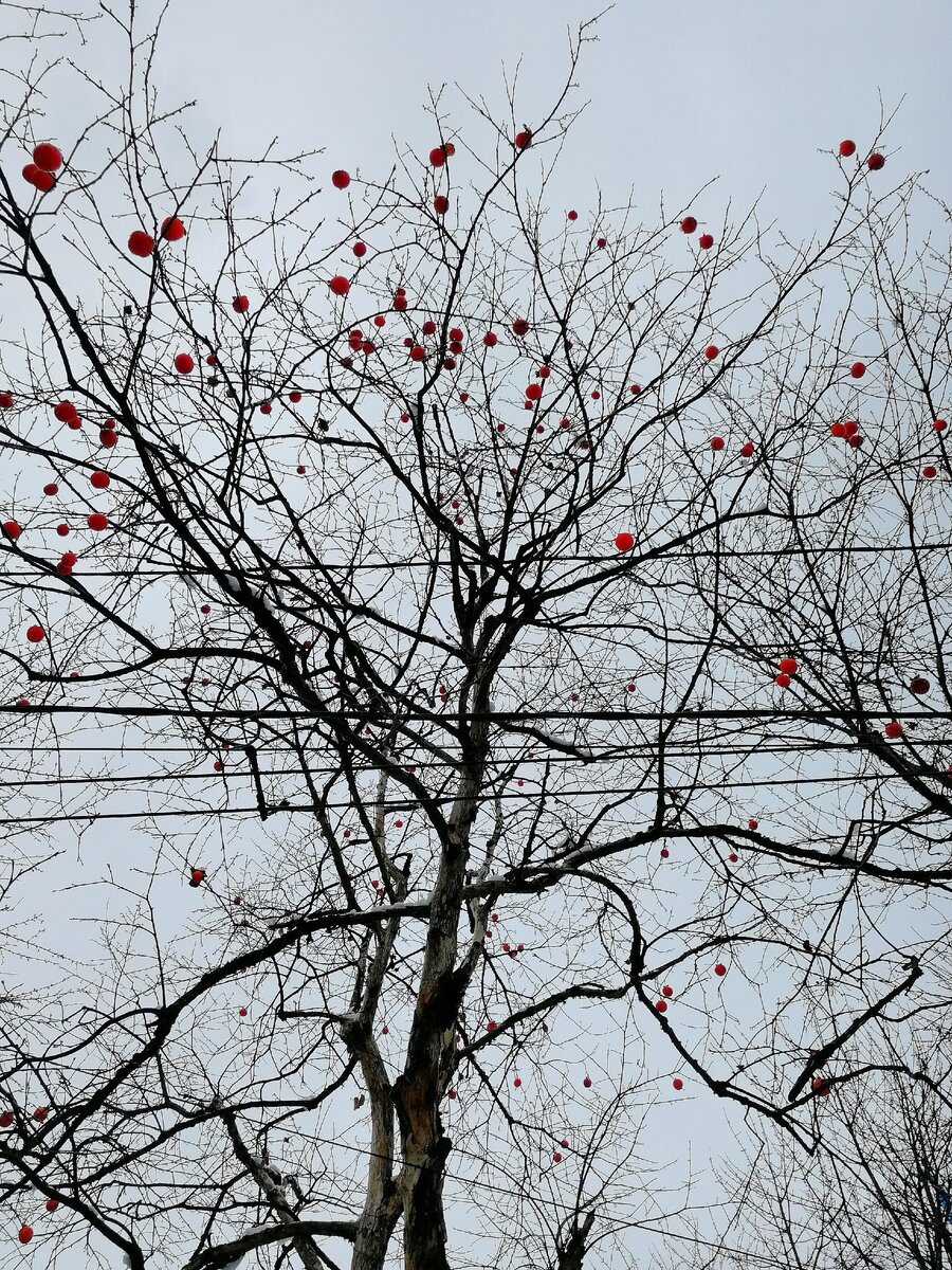 хурма на Кавказе