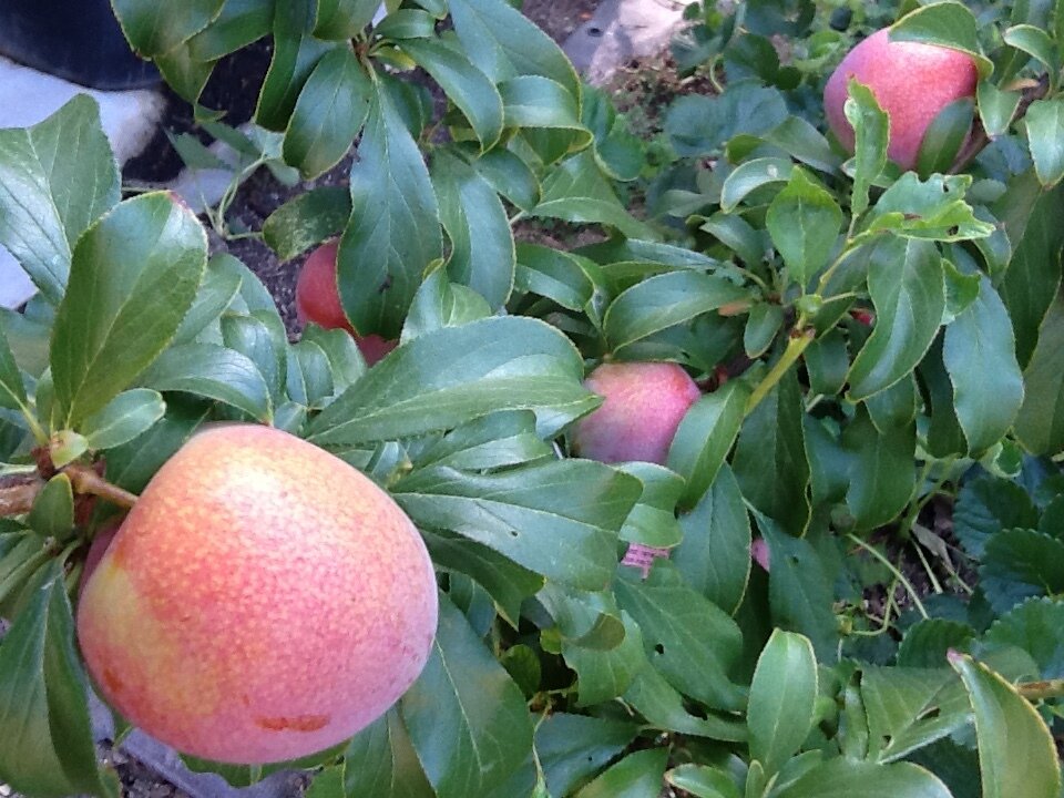 Любительское фото